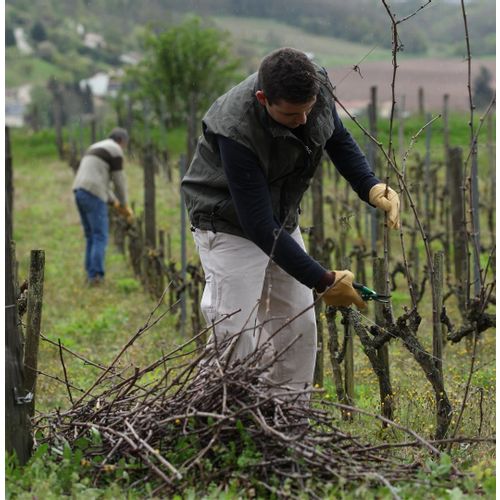 RUKAVICE VIGNE br. 8 ZA OBREZIVANJE LOZE ZIMI slika 3