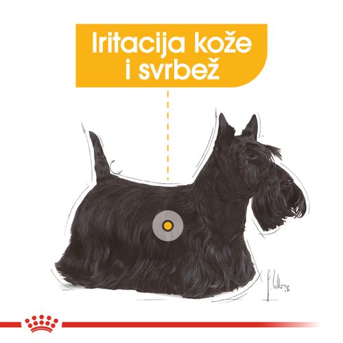 Royal Canin CCN Dermacomfort Loaf, potpuna hrana za odrasle pse, 12x85 g slika 4