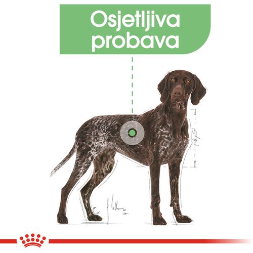 ROYAL CANIN CCN Maxi Digestive, potpuna hrana za pse - Za odrasle i starije pse velikih pasmina (od 26 do 44 kg) - Stariji od 15 mjeseci - Psi skloni osjetljivoj probavi, 3 kg slika 7