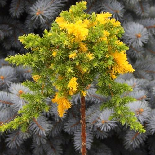 Borovica Juniperus Conferta "Golden Wings" c2 slika 1