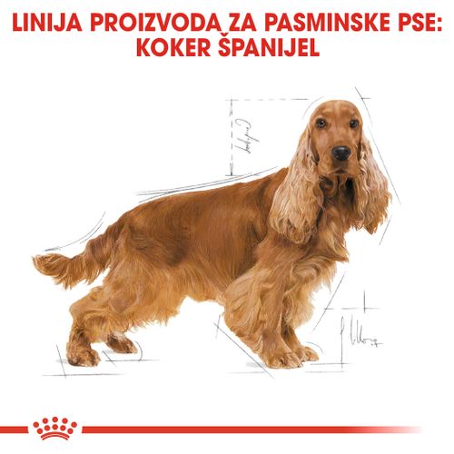 ROYAL CANIN BHN Cocker Adult, potpuna hrana specijalno prilagođena potrebama odraslih i starijih engleskih i američkih koker španijela, 3 kg slika 4