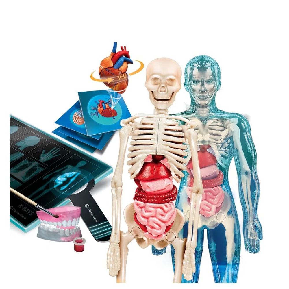 Clementoni CL75104 Science&Play Super Anatomy  slika 2