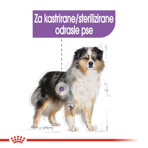 ROYAL CANIN CCN Medium Sterilised, potpuna hrana za pse - za kastrirane/sterilizirane odrasle pse srednje velikih pasmina (od 11 do 25 kg) - Stariji od 12 mjeseci - Psi skloni prekomjernoj tjelesnoj težini, 12 kg slika 7