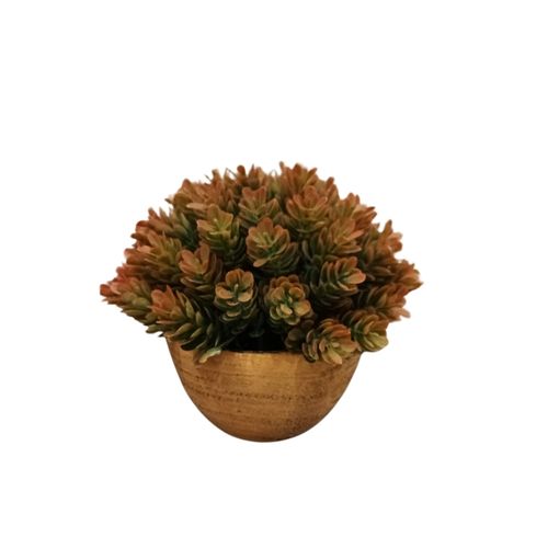 Cvet u saksiji - SUCCULENT HX0461 - N38 slika 3