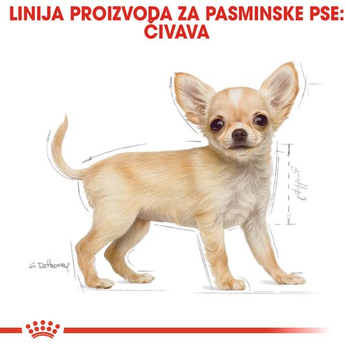 ROYAL CANIN BHN Chihuahua Puppy, potpuna hrana za pse, posebno za štence pasmine čivava, do 8 mjeseci starosti, 1,5 kg slika 4
