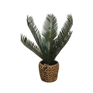 Cvet u saksiji - CYCAS - N38