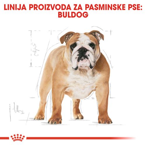 ROYAL CANIN BHN Bulldog Adult, potpuna hrana posebno namijenjena buldozima starijim od 12 mjeseci, 3 kg slika 4