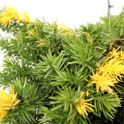 Borovica Juniperus Conferta "Golden Wings" c2 slika 3