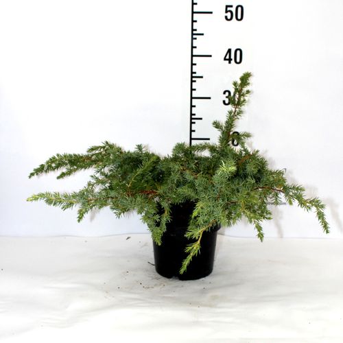 Borovica Juniperus Communis slika 2