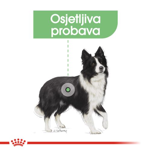 ROYAL CANIN CCN Medium Digestive, potpuna hrana za odrasle i starije pse srednje velikih pasmina (od 11 do 25 kg) - Stariji od 12 mjeseci - Psi skloni probavnim osjetljivostima, 3 kg slika 7