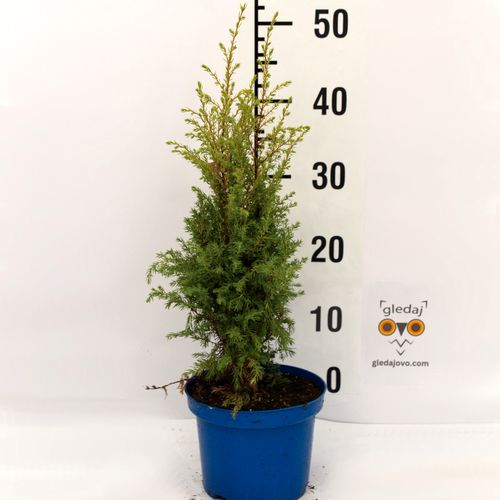 Borovica Juniperus "Gold Pin" c2 slika 3