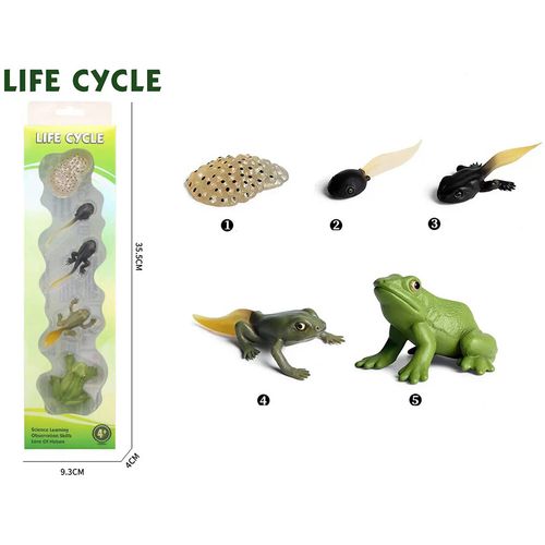 Životni Ciklus Žabe Set Od 4 Dela slika 2