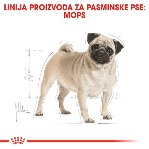 ROYAL CANIN BHN Mops Adult, otpuna hrana specijalno prilagođe na potrebama odraslih i starijih mopseva, 1,5 kg slika 4