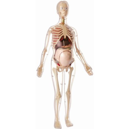 Anatomija Trudne Žene slika 1