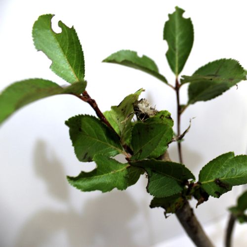 Sadnice aronija (Aronia Melanocarpa Nero) - 5-godišnje slika 6