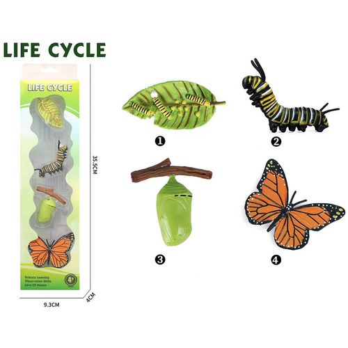 Životni Ciklus Leptira Set Od 4 Dela slika 2