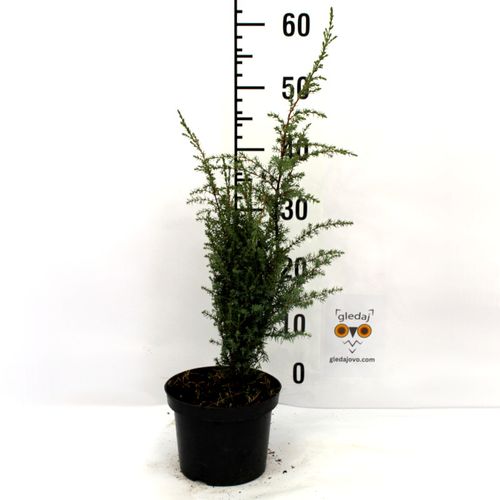 Borovica Juniperus Communis "Compressa" c2 slika 2