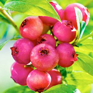 Pinkberry ružičasta borovnica, 2,5-godišnje sadnice