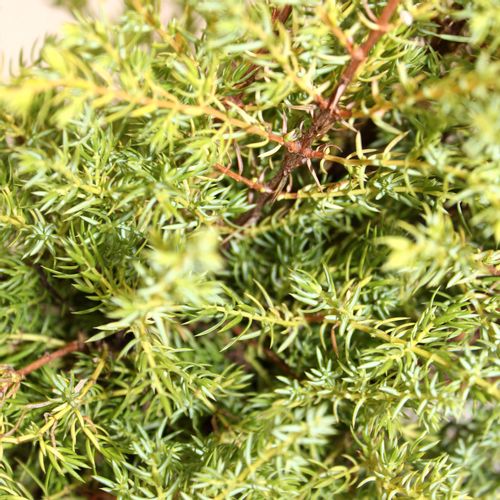 Borovica Juniperus "Gold Pin" c2 slika 4