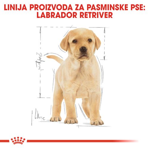 ROYAL CANIN BHN Labrador Retriever Puppy, potpuna hrana za štenad labrador retrievera do 15 mjeseci starosti, 12 kg slika 4