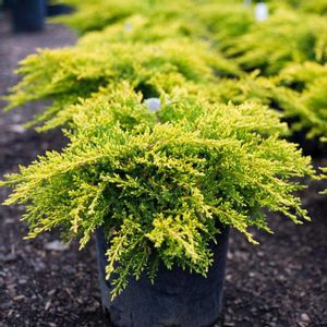 Borovica Juniperus "Gold Pin" c2