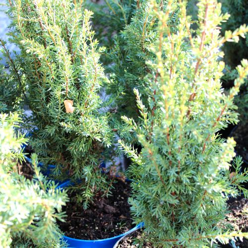 Borovica Juniperus Communis "Arnold" c2 slika 2