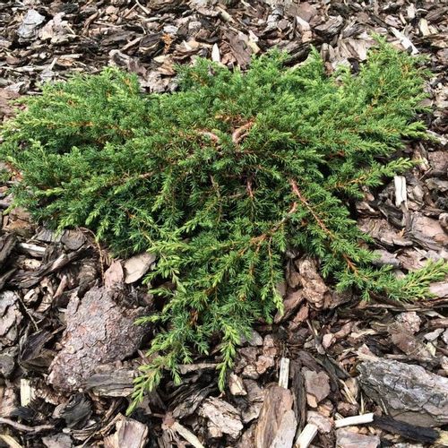 Borovica Juniperus Communis "Green Carpet" c2 slika 1