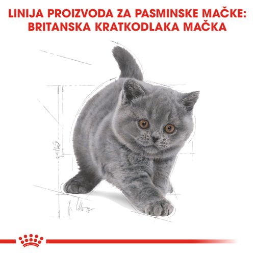 ROYAL CANIN FBN British Shorthair KITTEN, potpuna i uravnotežena hrana za mačiće, specijalno za mačiće pasmine Britanska krtkodlaka mačka u dobi do 12 mjeseci, 2 kg slika 4