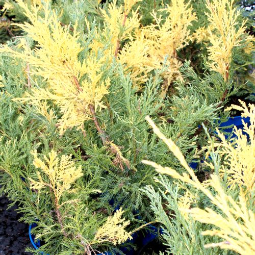 Borovica Juniperus x-media "Blue 'n Gold" c2 slika 2