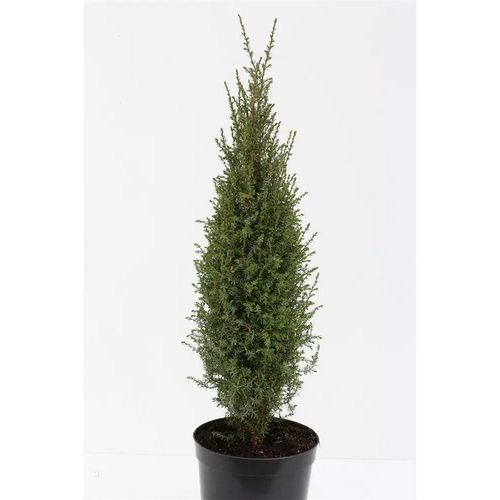 Borovica Juniperus Communis "Arnold" c2 slika 1