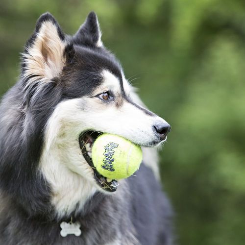 KONG Igračka za psa, SqueakAir Ball w/rope, Medium, zvučna, 53x7x7cm slika 3