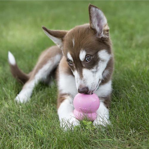 KONG Easy Treat PUPPY Pasta za Kong igračku s pilećom jetrom, 226g slika 3