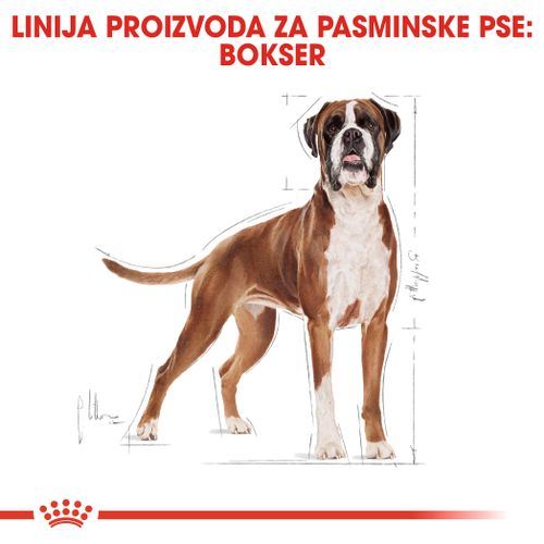 ROYAL CANIN BHN Boxer Adult, potpuna hrana posebno namijenjena bokserima starijim od 15 mjeseci, 12 kg slika 4