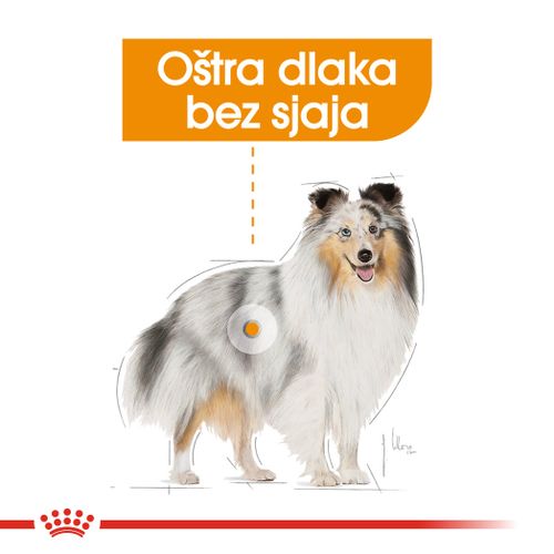 Royal Canin CCN Coat Care Loaf, potpuna hrana za odrasle pse, 12x85 g slika 4