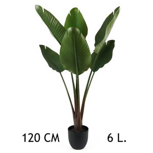 Lilium dekorativno stablo sobne banane 120cm 567260   