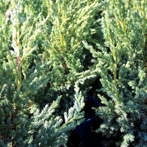 Borovica Juniperus Squamata "Little Joanna" c2 slika 2
