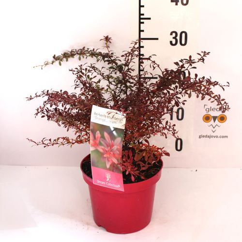 Berberis orange dream c2 slika 2