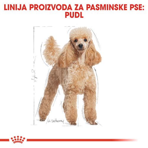 ROYAL CANIN BHN Poodle Adult, potpuna hrana za odrasle i starije pudle, starije od 10 mjeseci, 1,5 kg slika 4