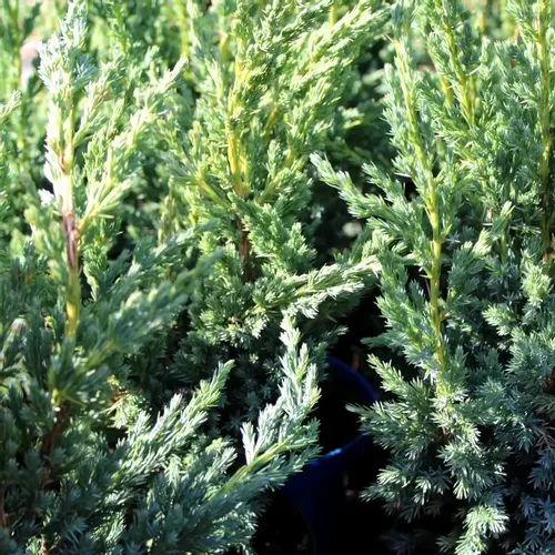 Borovica Juniperus Squamata "Little Joanna" c2 slika 6