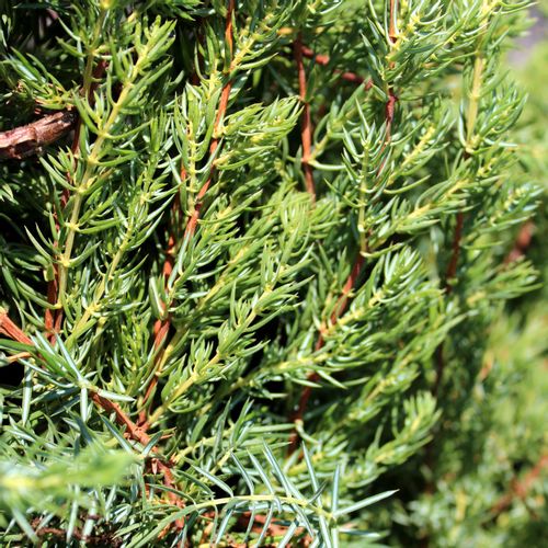 Borovica Juniperus Communis slika 4