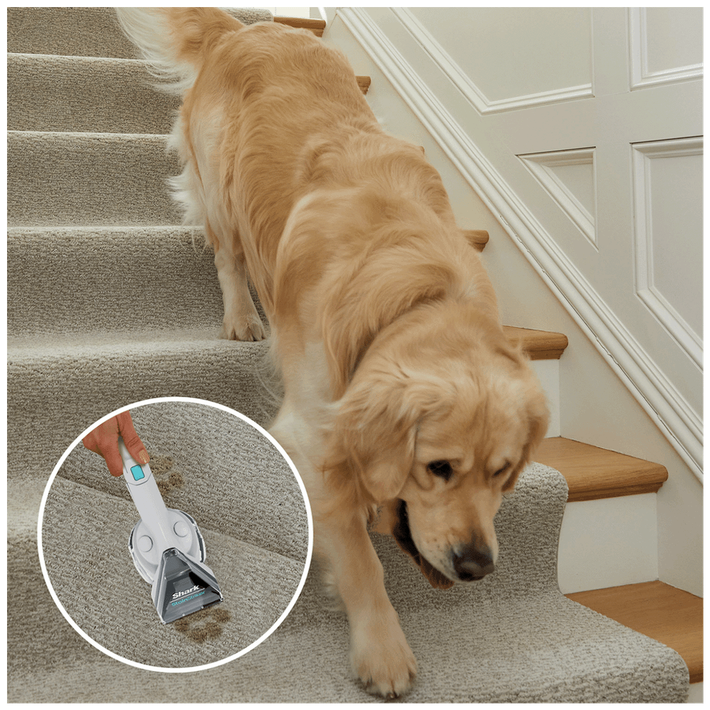 Shark Aparat za uklanjanje mrlja, StainStriker Pet Stain Cleaner PX200EUT slika 7