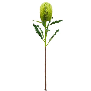 Bizzotto Dekorativni cvijet Banksia 65 cm zeleni