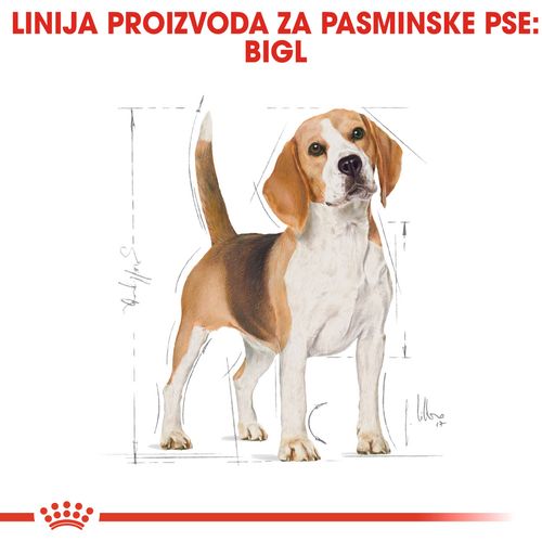 ROYAL CANIN BHN Beagle Adult, Potpuna hrana za odrasle pse pasmine Beagle (starije od 12 mjeseci), 3 kg slika 4