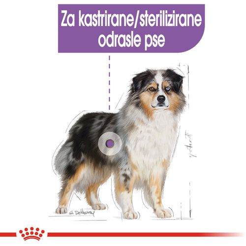 ROYAL CANIN CCN Medium Sterilised, potpuna hrana za pse - za kastrirane/sterilizirane odrasle pse srednje velikih pasmina (od 11 do 25 kg) - Stariji od 12 mjeseci - Psi skloni prekomjernoj tjelesnoj težini, 12 kg slika 7