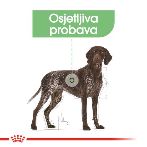 ROYAL CANIN CCN Maxi Digestive, potpuna hrana za pse - Za odrasle i starije pse velikih pasmina (od 26 do 44 kg) - Stariji od 15 mjeseci - Psi skloni osjetljivoj probavi, 3 kg slika 5