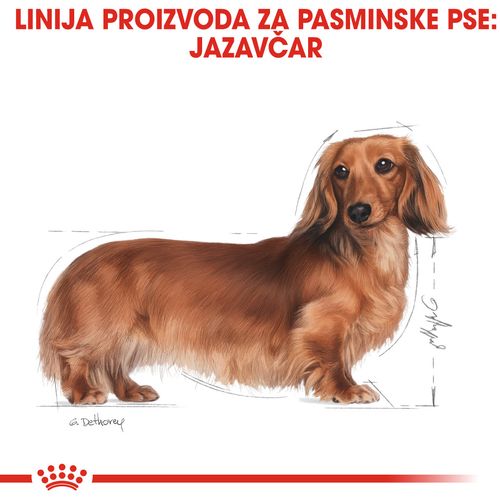 ROYAL CANIN BHN Dachshund (Jazavčar) Adult, potpuna hrana specijalno prilagođena potrebama odraslih i starijih jazavčara, 1,5 kg slika 4