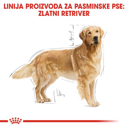 ROYAL CANIN BHN Golden Retriever Adult, otpuna hrana specijalno prilagođena potrebama odraslih i starijih golden retrivera, 12 kg slika 4