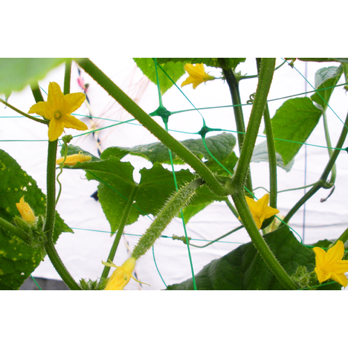 Mreža za potporu penjačkim biljkama Plant Net 2x10m slika 5