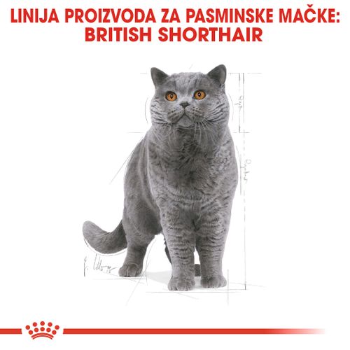 ROYAL CANIN FBN British Shorthair, potpuna i uravnotežena hrana za odrasle mačke, specijalno za britanske krtkodlake mačke starije od 12 mjeseci, 400 g slika 4