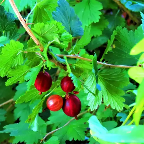 Sadnice ogrozd (Ribes uva-crispa)- 2-godišnje - Crveni ogrozd slika 1